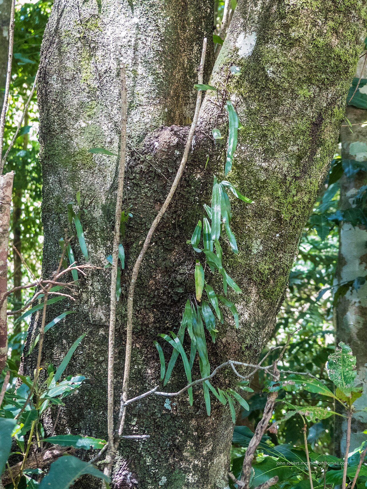 Dictymia brownii: Dictymia brownii , known as the strap fern , is a species of fern found in and near rainforest in eastern Australia. It is usually seen hanging from branches, o