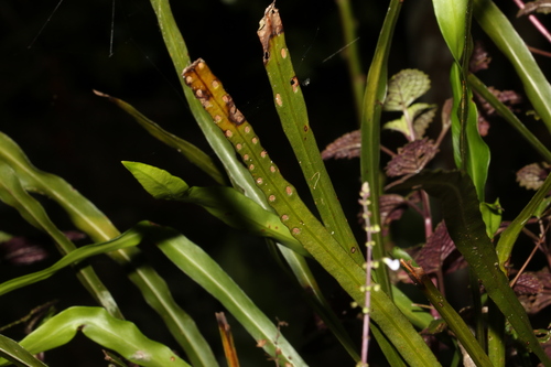 Dictymia brownii (Dictymia brownii)