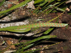 Dictymia brownii (Dictymia brownii)