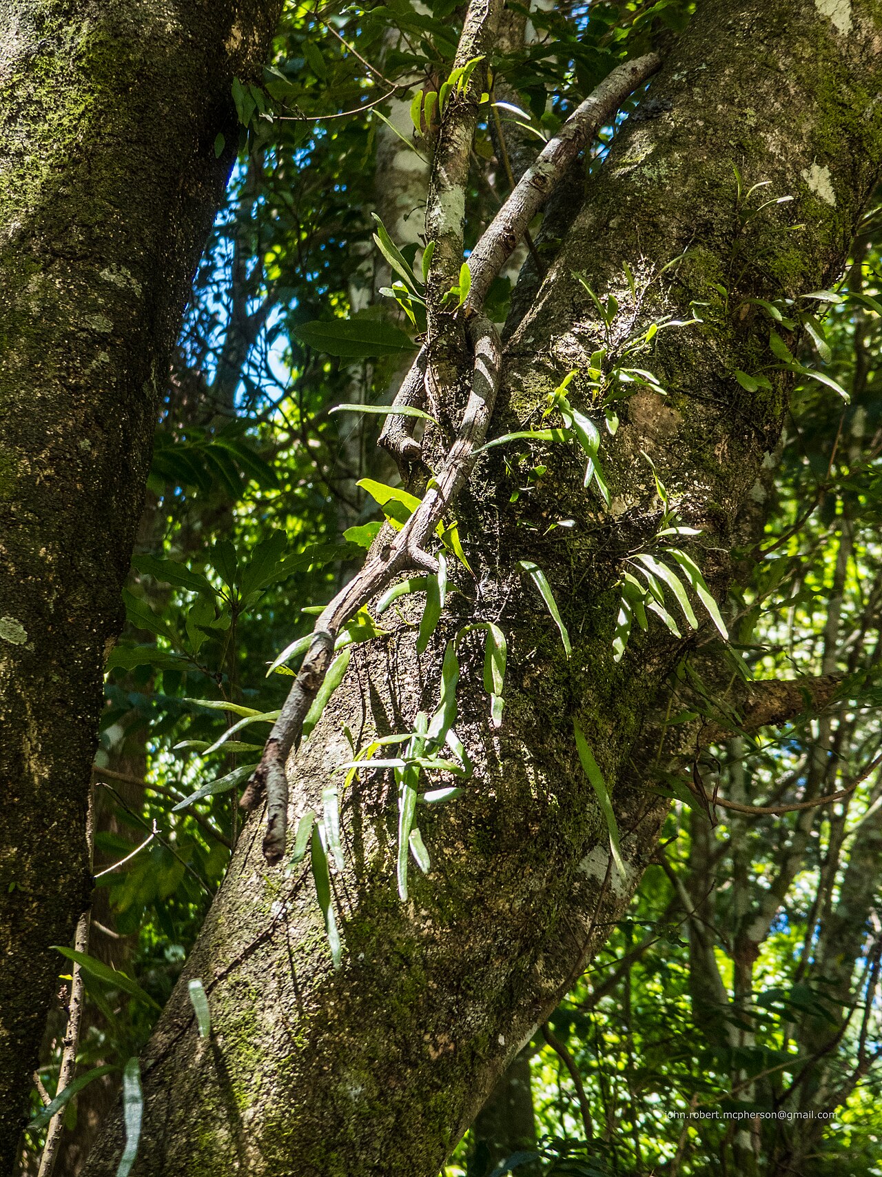 Dictymia brownii: Dictymia brownii , known as the strap fern , is a species of fern found in and near rainforest in eastern Australia. It is usually seen hanging from branches, o