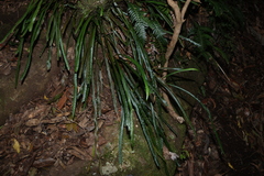 Dictymia brownii (Dictymia brownii)