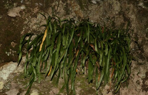 Dictymia brownii (Dictymia brownii)
