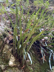 Dictymia brownii (Dictymia brownii)