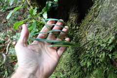 Dictymia brownii (Dictymia brownii)