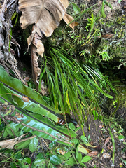Dictymia brownii (Dictymia brownii)