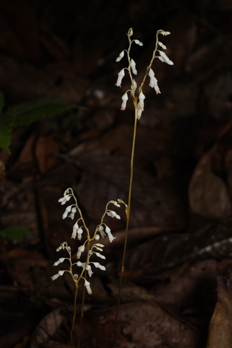 Dictyostega orobanchoides (Dictyostega orobanchoides)