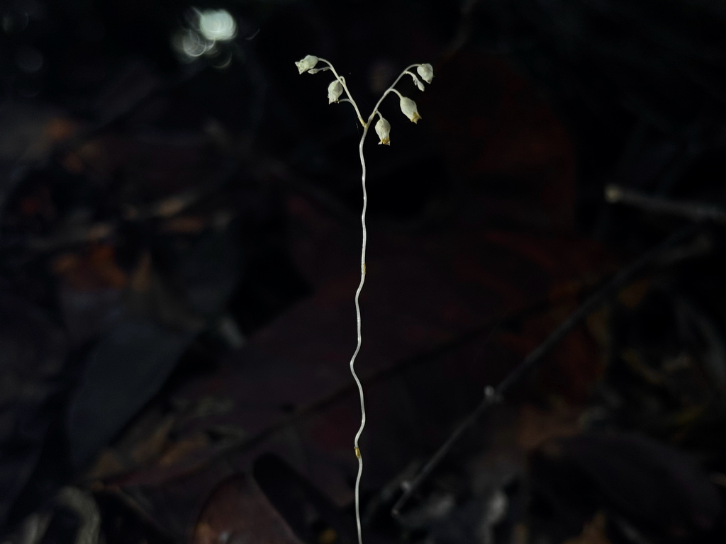 Dictyostega orobanchoides (Dictyostega orobanchoides)