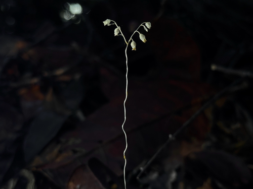 Dictyostega orobanchoides (Dictyostega orobanchoides)