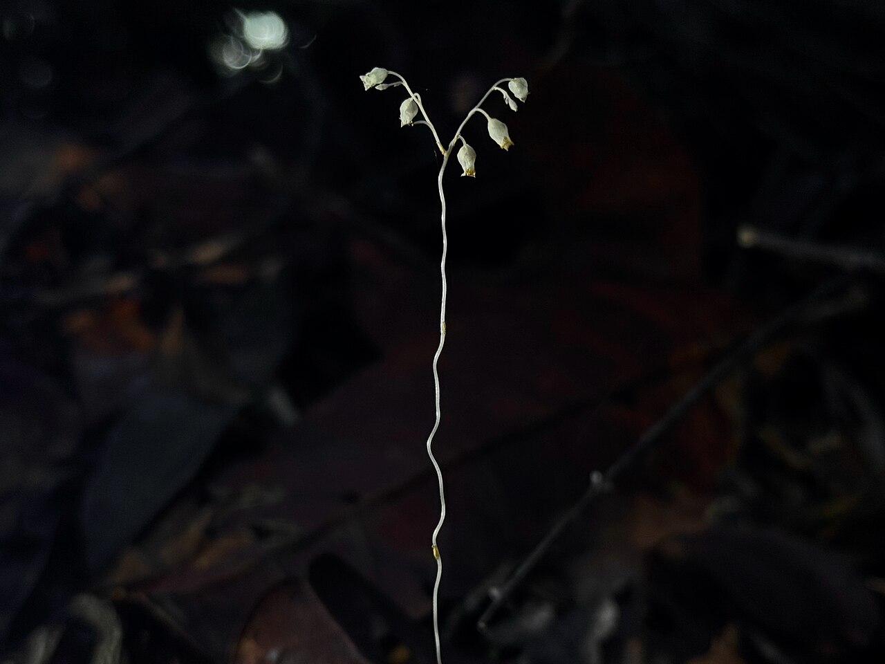 Dictyostega orobanchoides: Dictyostega orobanchoides, Ubatuba, SP, BR, 2026-06-22 (iNaturalist).