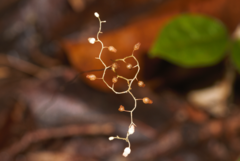 Dictyostega orobanchoides (Dictyostega orobanchoides)