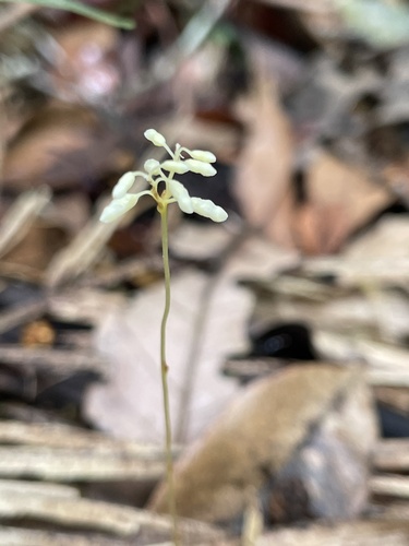Dictyostega orobanchoides (Dictyostega orobanchoides)