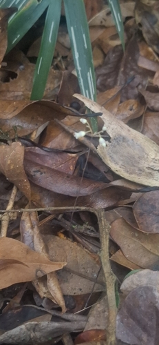 Dictyostega orobanchoides (Dictyostega orobanchoides)
