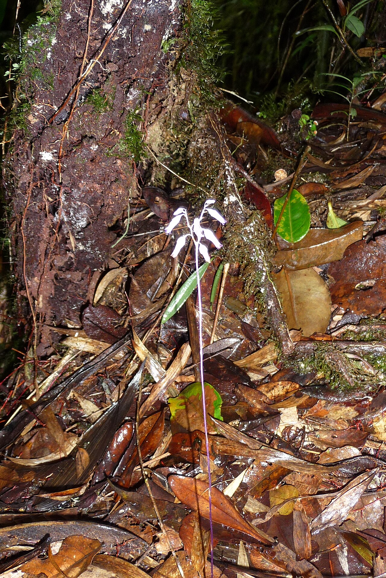 Dictyostega orobanchoides: Dictyostega orobanchoides (Burmanniacae) im tropischen Bergregenwald von Ecuador