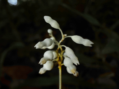 Dictyostega orobanchoides (Dictyostega orobanchoides)