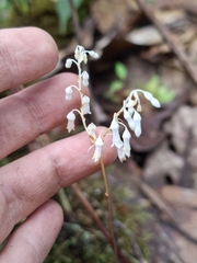 Dictyostega orobanchoides (Dictyostega orobanchoides)