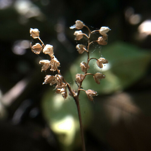 Dictyostega orobanchoides (Dictyostega orobanchoides)