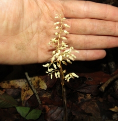 Dictyostega orobanchoides (Dictyostega orobanchoides)