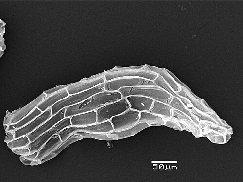 Dictyostega orobanchoides: Dictyostega orobanchoides seed, SEM
