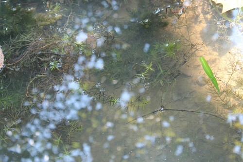 Waterpurslane (Didiplis diandra)