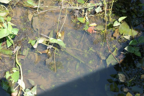 Waterpurslane (Didiplis diandra)