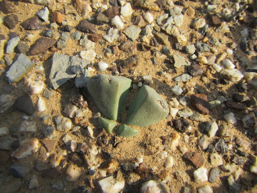 Didymaotus lapidiformis (Didymaotus lapidiformis)