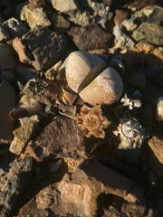 Didymaotus lapidiformis (Didymaotus lapidiformis)