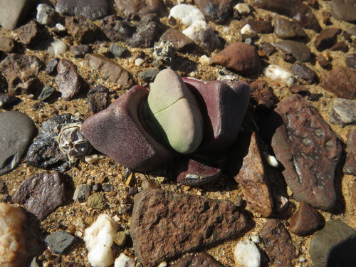 Didymaotus lapidiformis (Didymaotus lapidiformis)