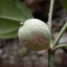 Didymeles perrieri (Didymeles perrieri)