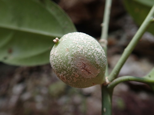 Didymeles perrieri (Didymeles perrieri)