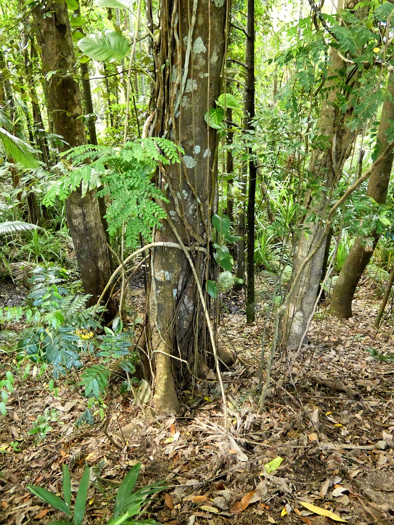 Ivory mahogany: Didymocheton gaudichaudianus growing adjacent to swamp forest in Cairns, Queensland