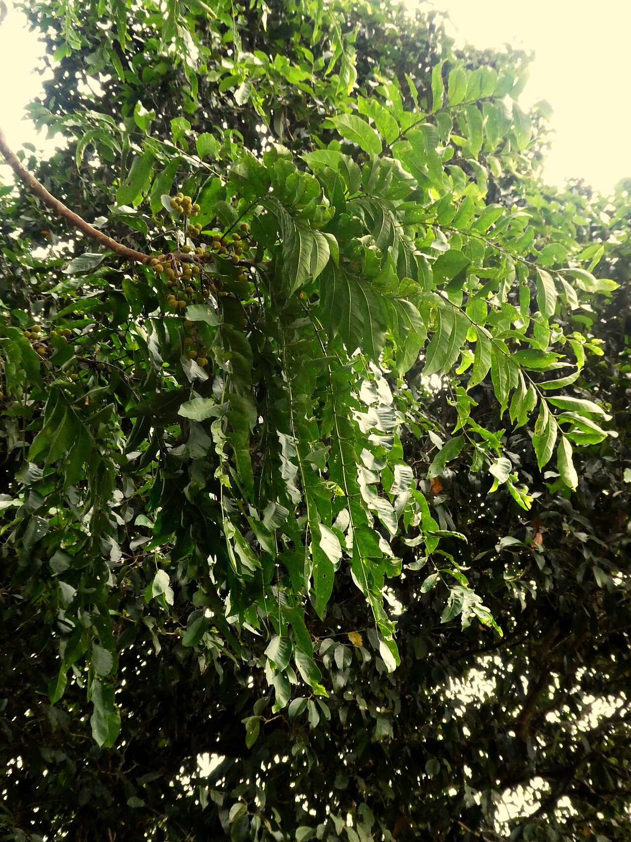 Ivory mahogany: Dysoxylum gaudichaudianum foliage cluster