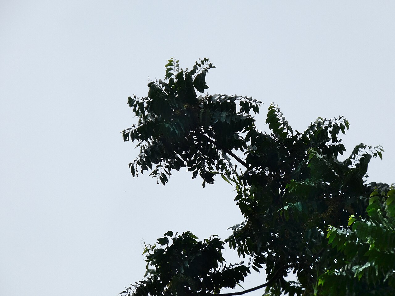 Ivory mahogany: Didymocheton gaudichaudianus growing adjacent to swamp forest in Cairns, Queensland