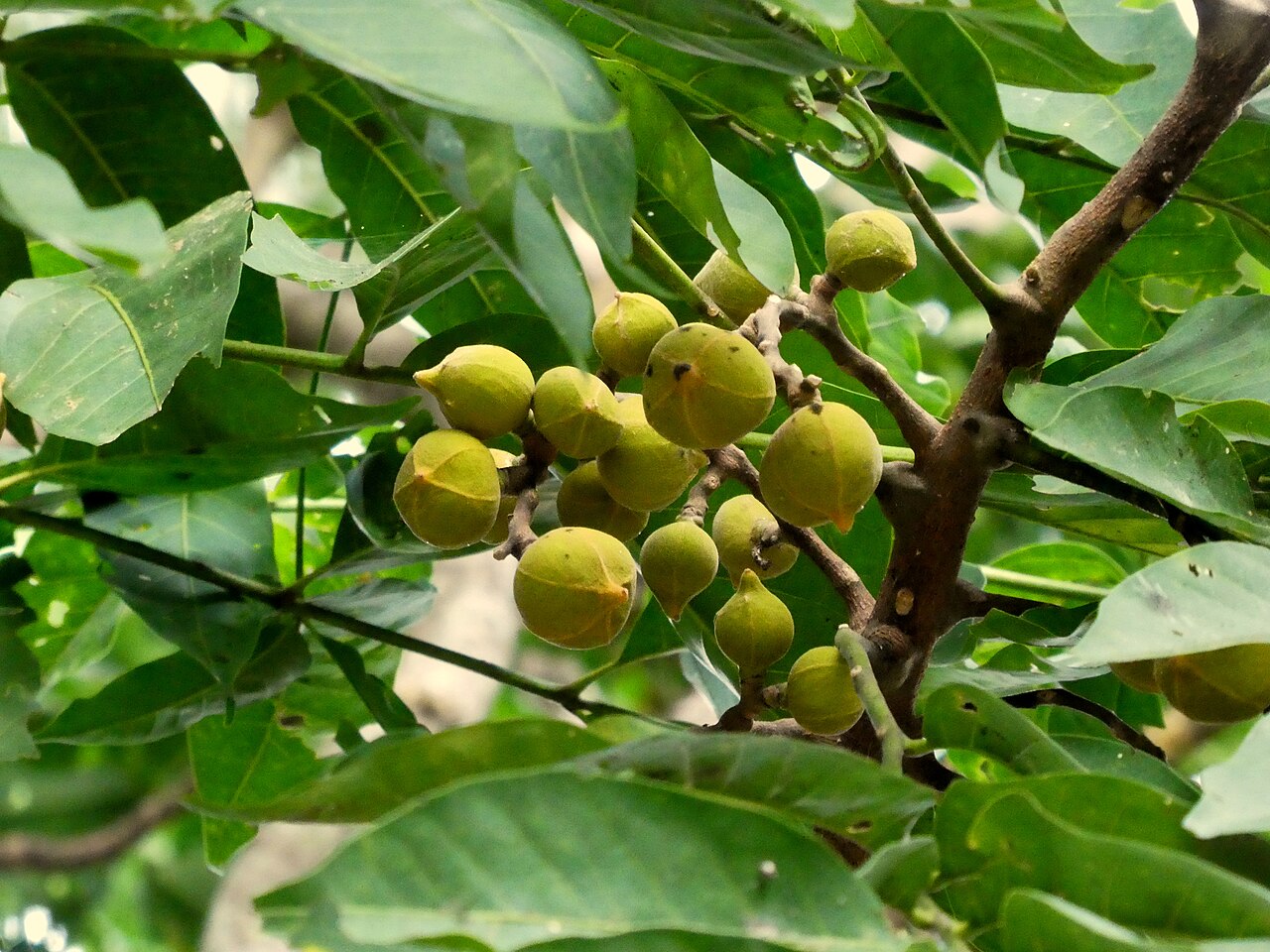 Ivory mahogany: Developing fruit of Dysoxylum gaudichaudianum