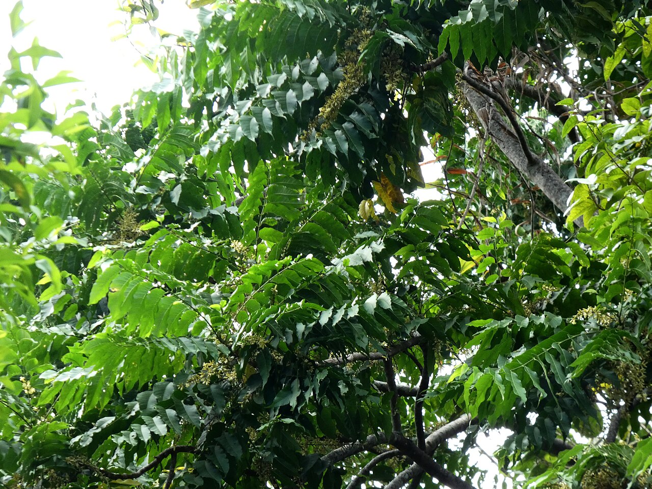 Ivory mahogany: Didymocheton gaudichaudianus growing adjacent to swamp forest in Cairns, Queensland