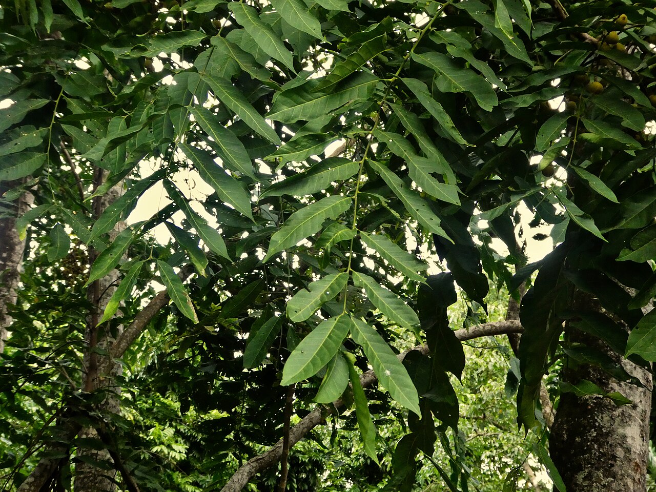 Ivory mahogany: Dysoxylum gaudichaudianum compound leaf
