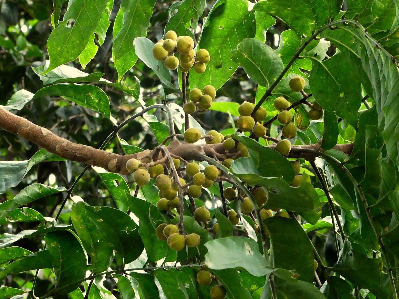 Ivory mahogany: Dysoxylum gaudichaudianum leaves and developing fruit