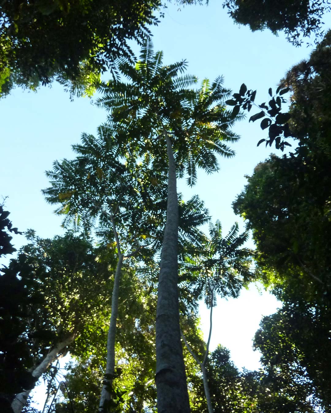 Ivory mahogany: Dysoxylum gaudichaudianum near Lacey Creek, Queensland
