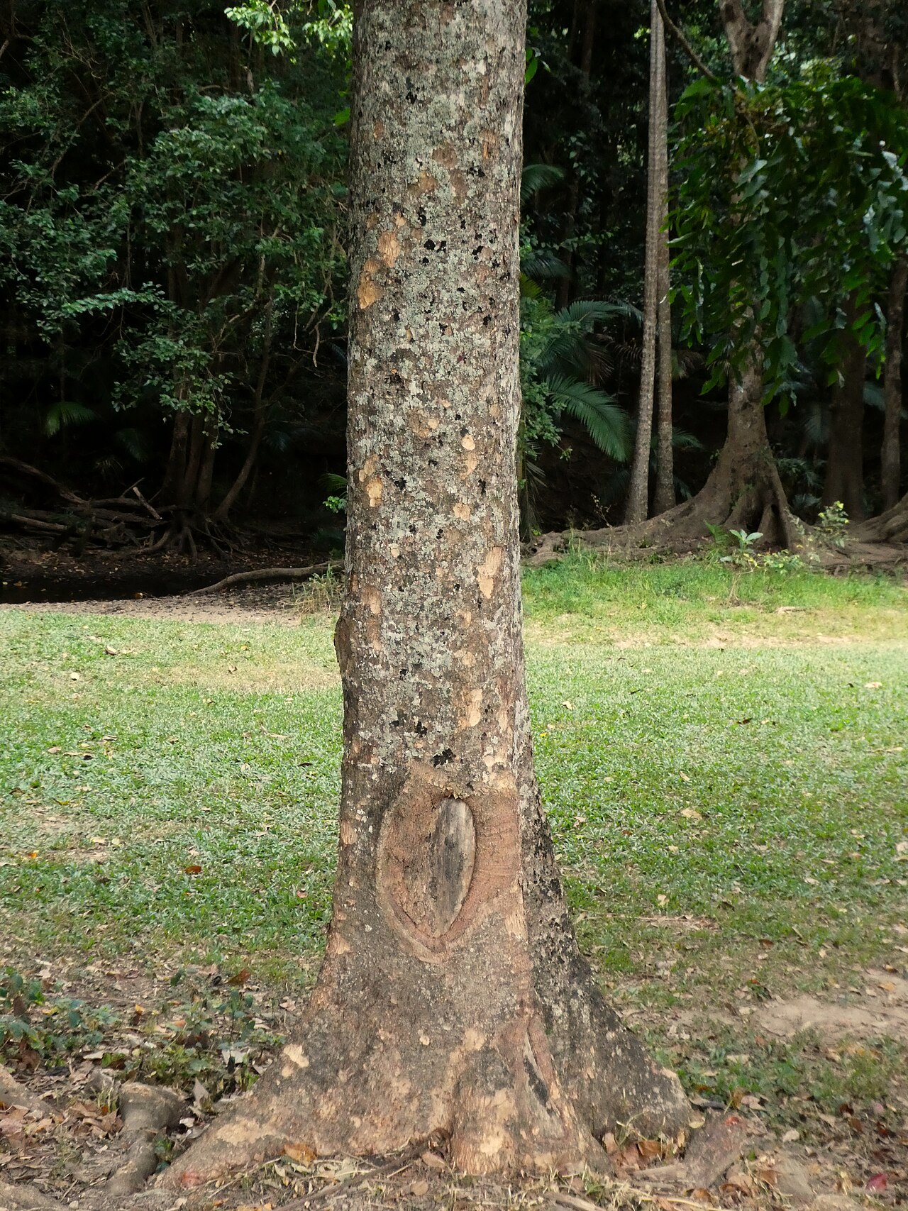 Ivory mahogany: Dysoxylum gaudichaudianum trunk