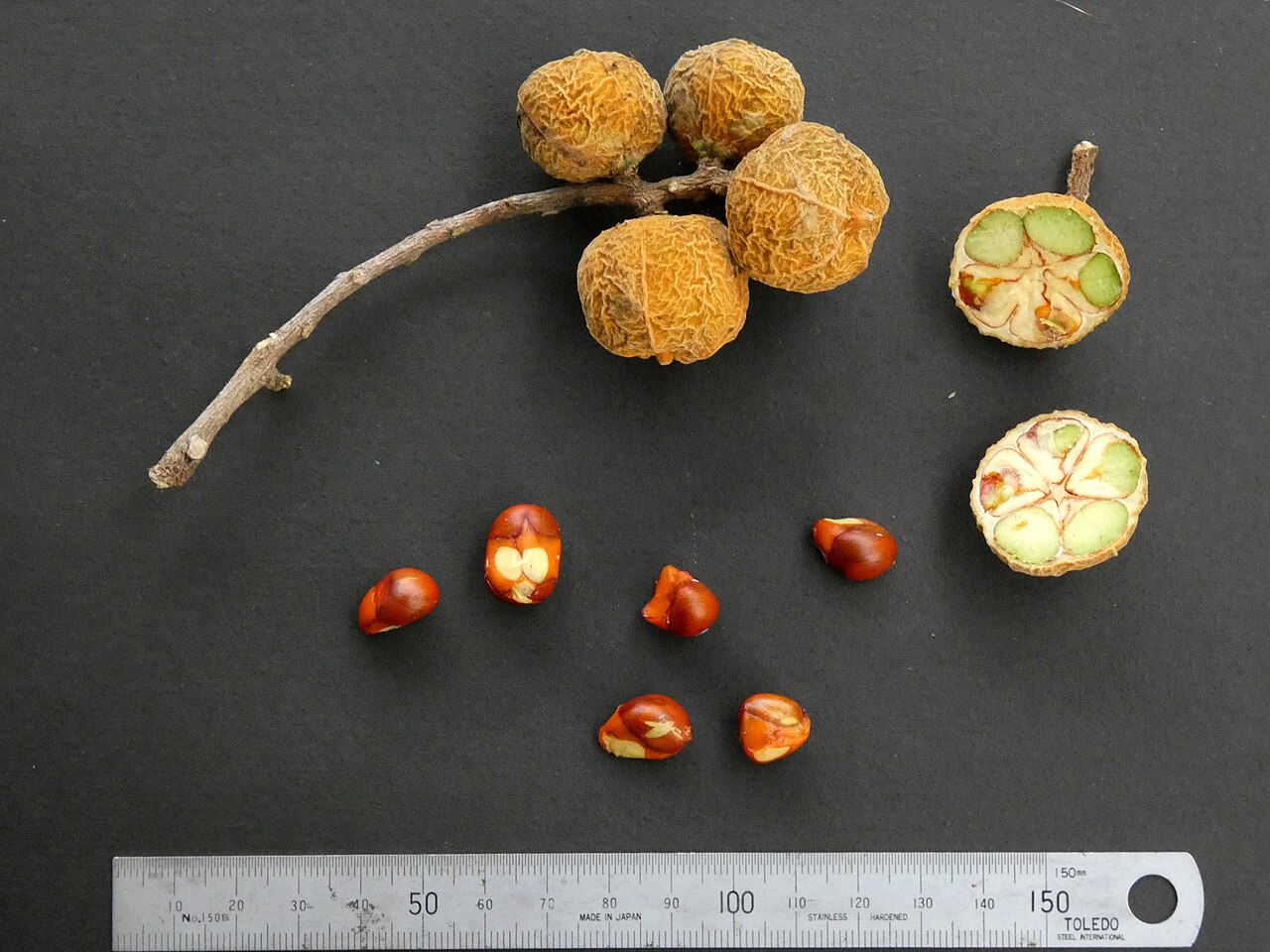 Ivory mahogany: Fruit and seeds of Didymocheton gaudichaudianus from Cairns, Queensland