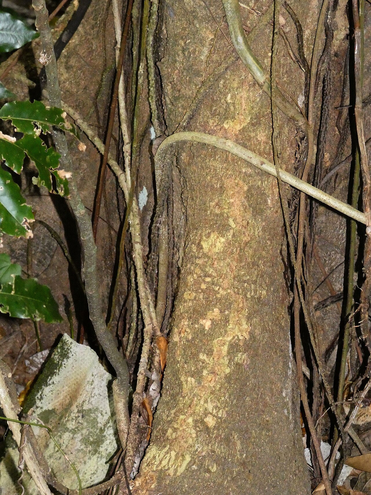 Ivory mahogany: Didymocheton gaudichaudianus growing adjacent to swamp forest in Cairns, Queensland
