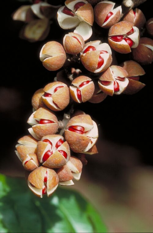 Didymocheton mollis: Didymocheton muelleri fruit
