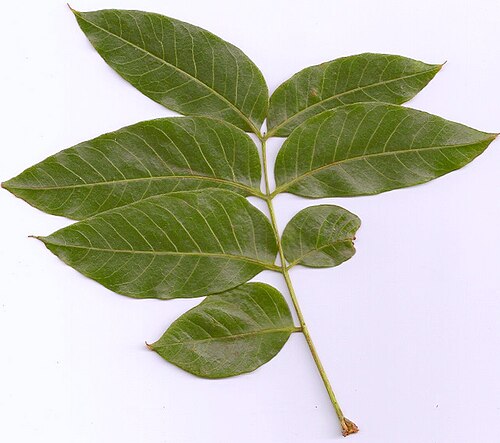Didymocheton mollis: Didymocheton muelleri leaflets, RBG Sydney, Farm Cove