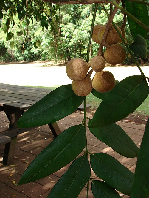 Didymocheton mollis: Australian rainforest tree:Didymocheton muelleri