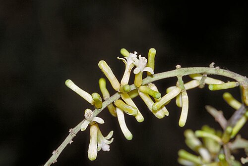 Didymocheton mollis: Didymocheton muelleri flowers