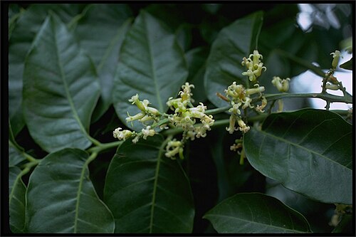 Didymocheton mollis: Didymocheton muelleri