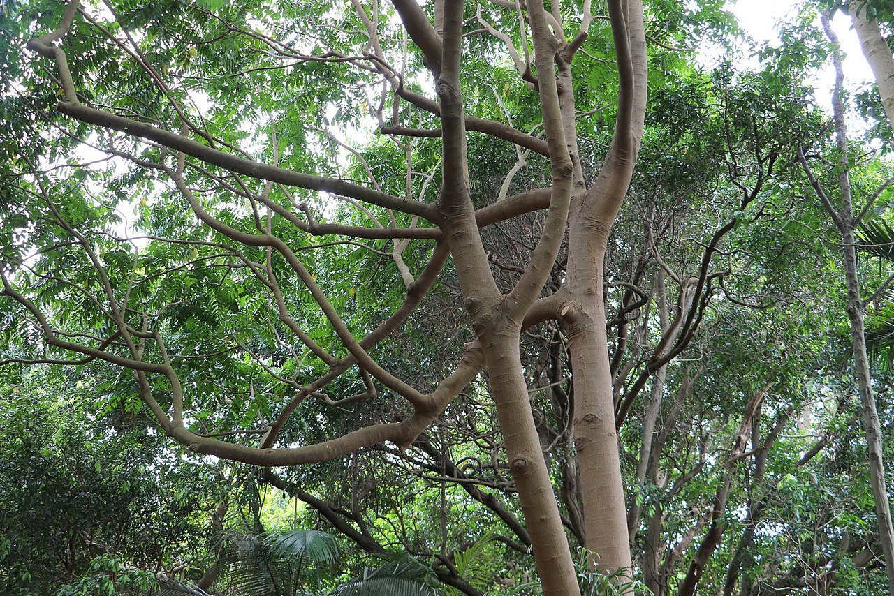 Didymocheton mollissimus: Miva Mahogany ( Didymocheton muelleri ) at the Royal Botanic Gardens Sydney