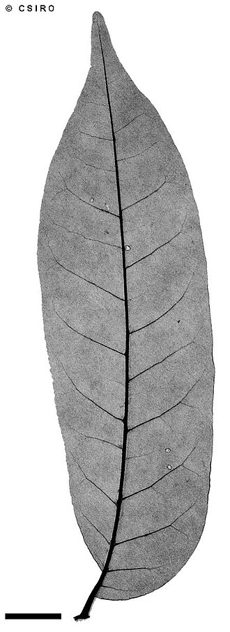 Miva mahogany: Didymocheton muelleri