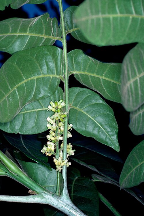 Miva mahogany: Didymocheton muelleri