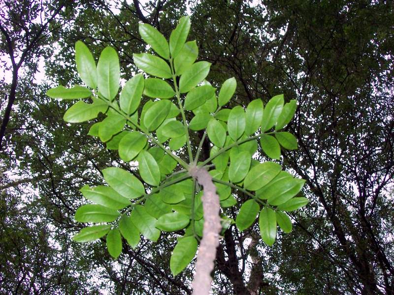 Didymocheton pachyphyllus: leaves of Dysoxylum pachyphyllum