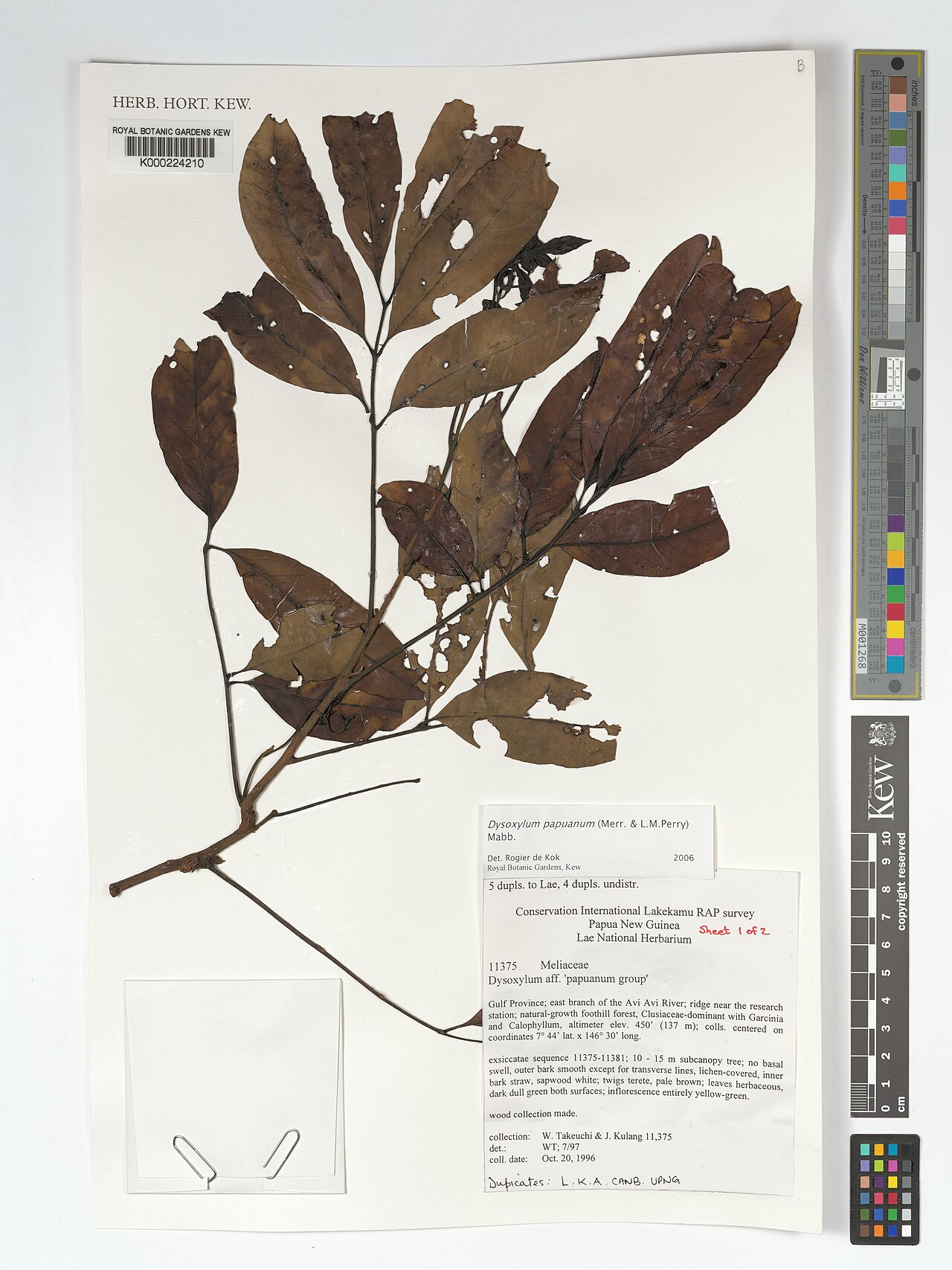 Didymocheton papuanus: Didymocheton papuanus herbarium specimen K000224210